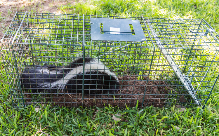 skunk removal los angeles