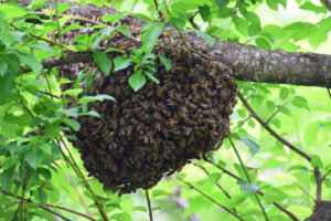 Bee Removal Orange County