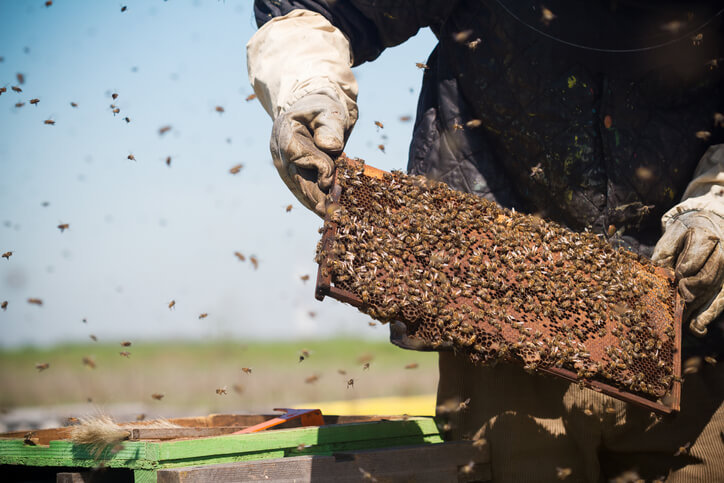 bee removal long beach ca