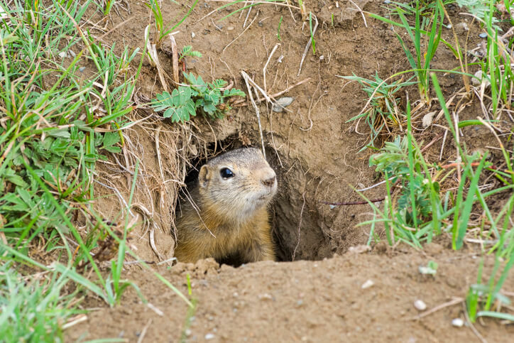 gopher removal riverside ca