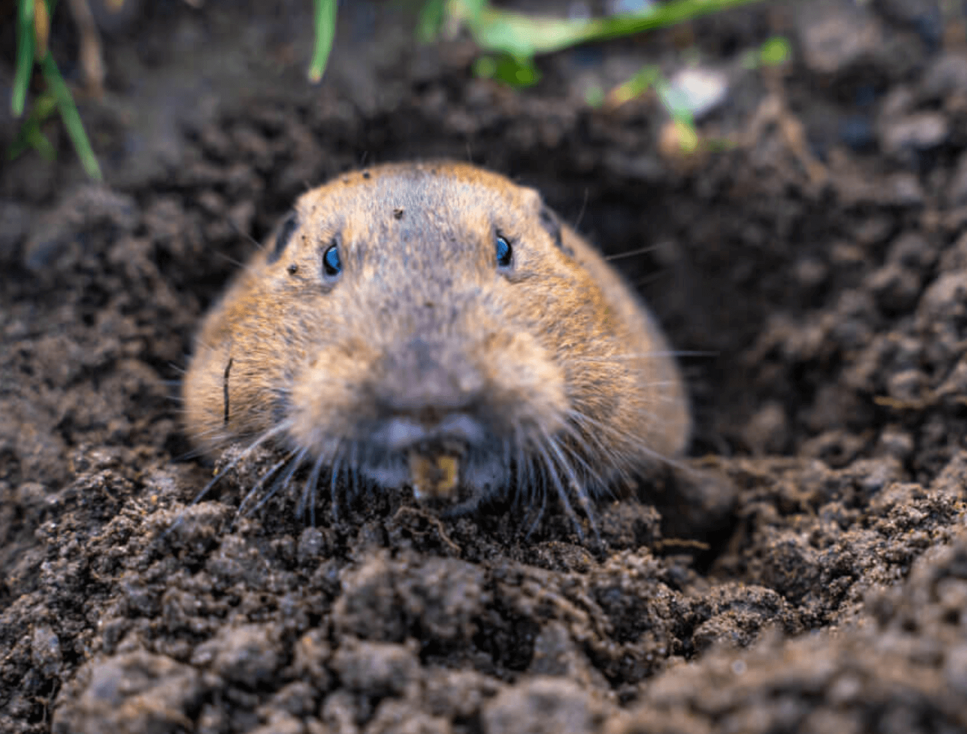 gopher removal los angeles