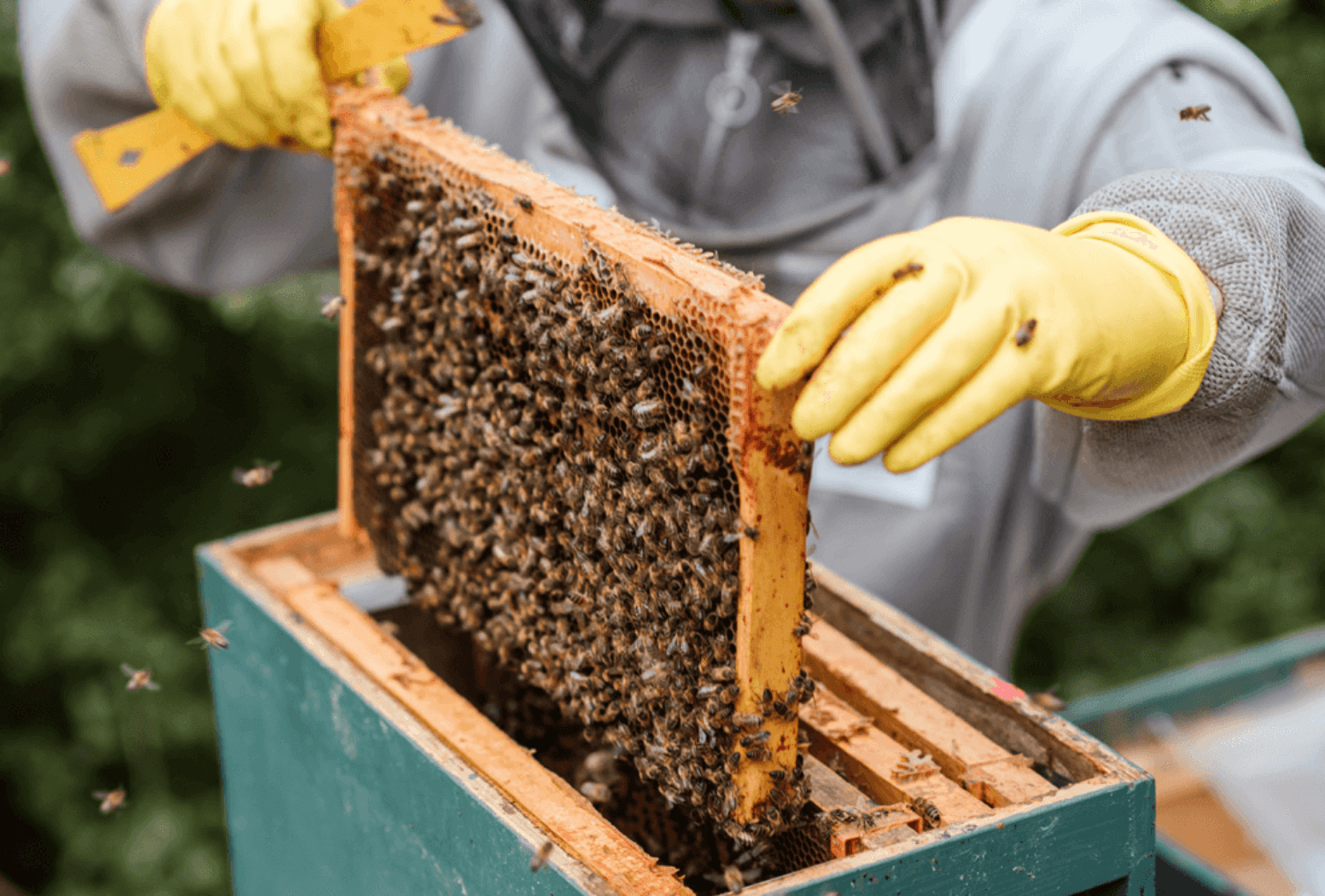 bee removal murrieta ca