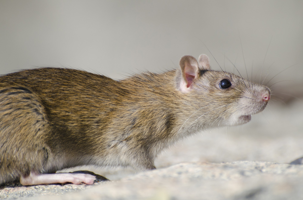 Do Mice Leave the Attic During the Day?