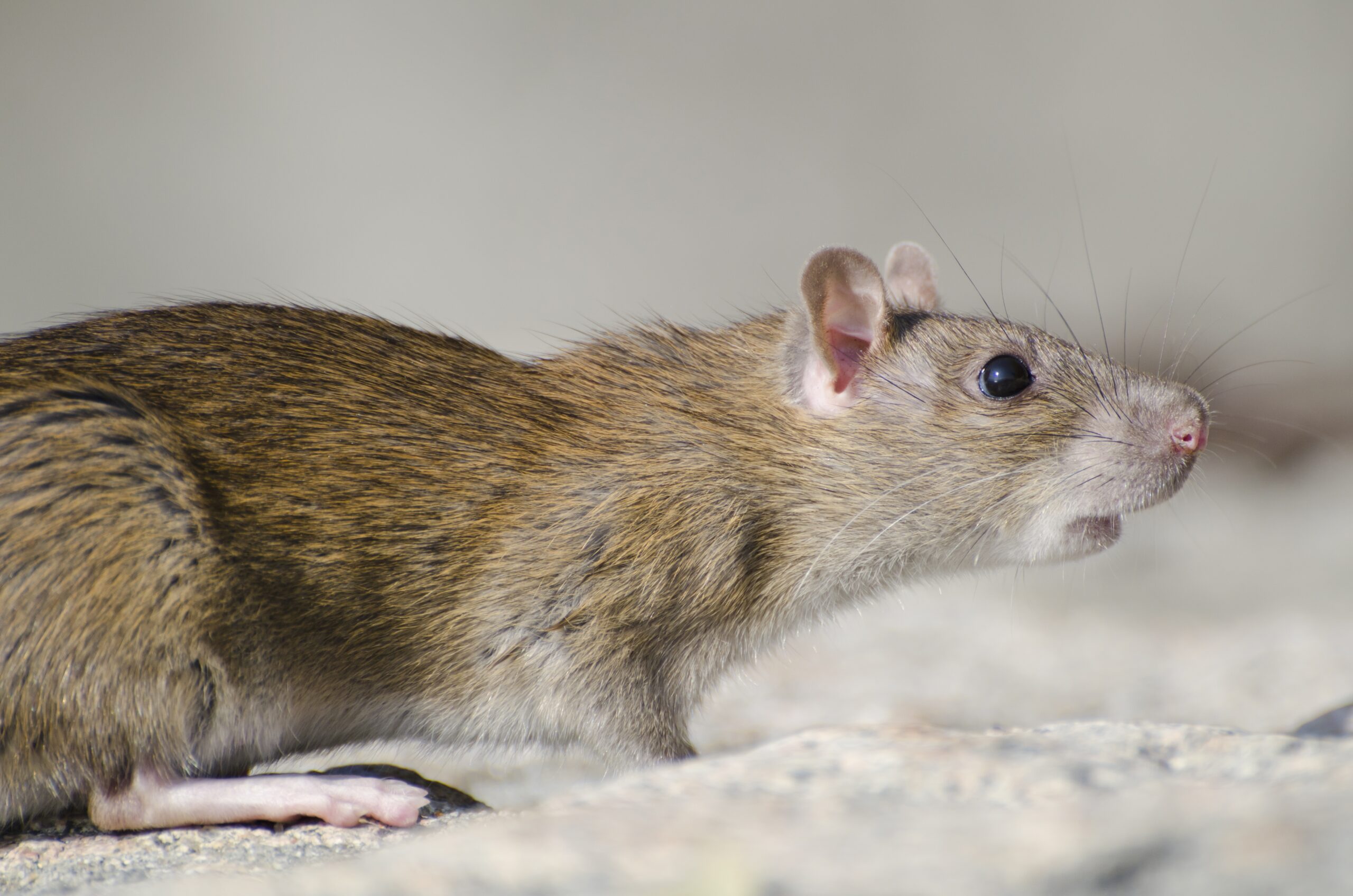 What is the fastest way to get rid of a rat?