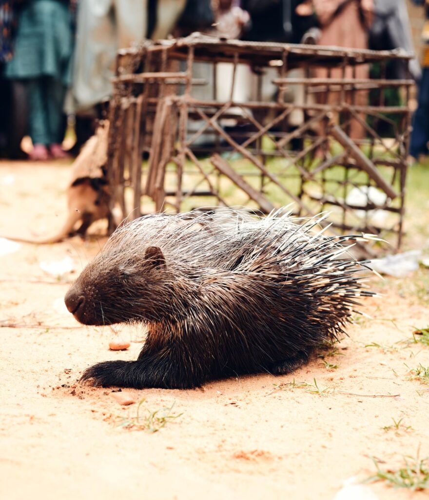 Animal Catcher Near Me