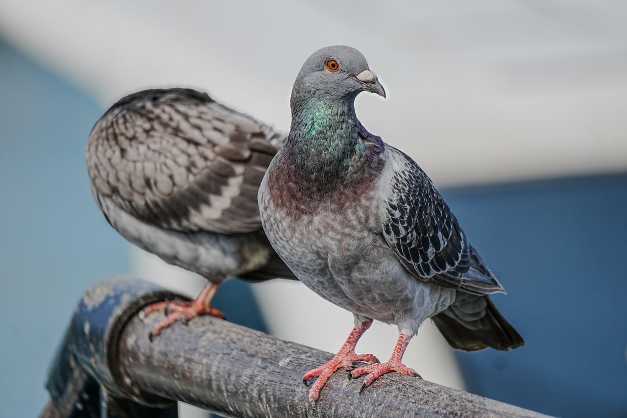 Los Angeles rooftops where pigeon inspection and bird proofing may be needed