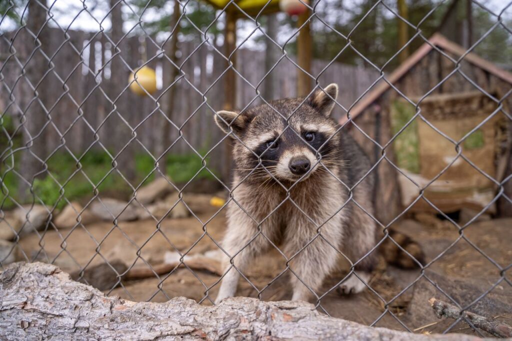 Animal Removal Near Me