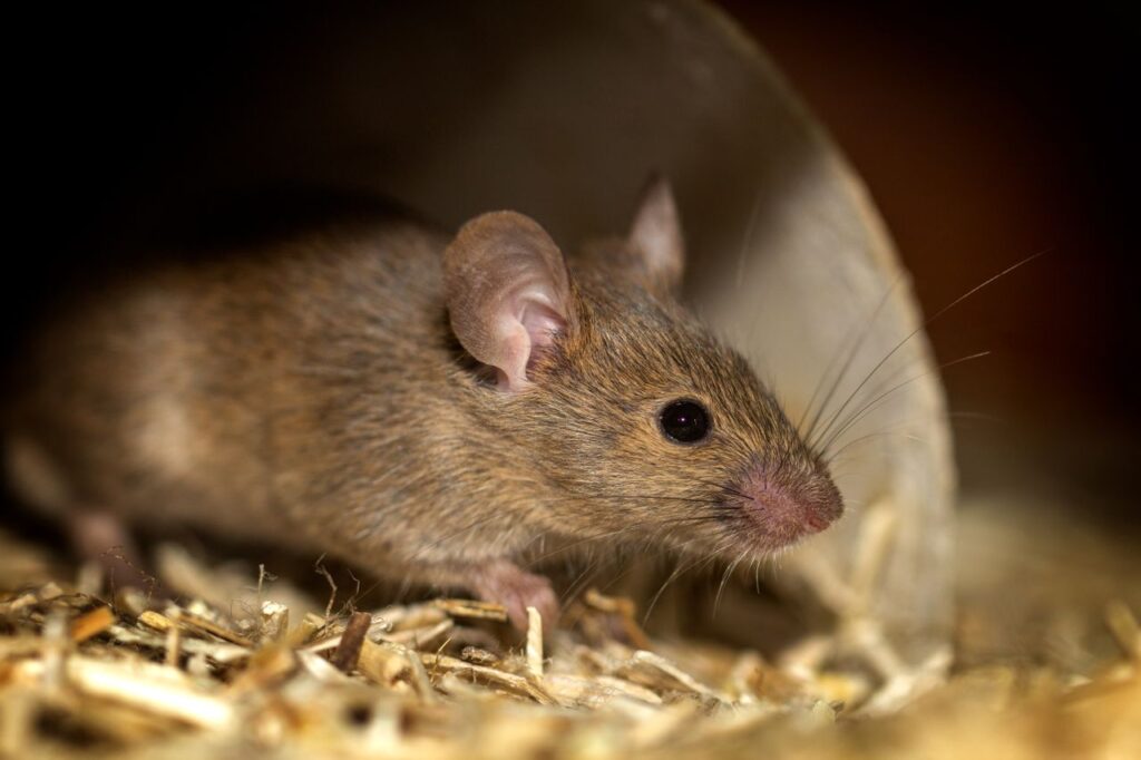 Humane Rat Removal