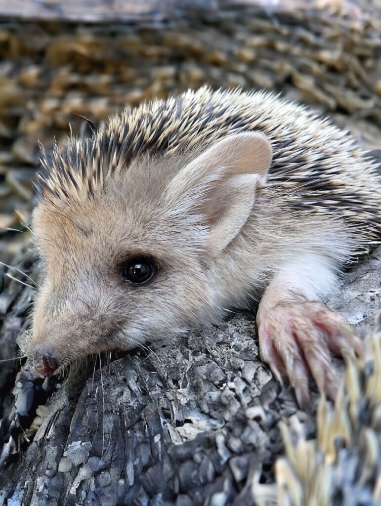 How Does Opossum Removal Work?