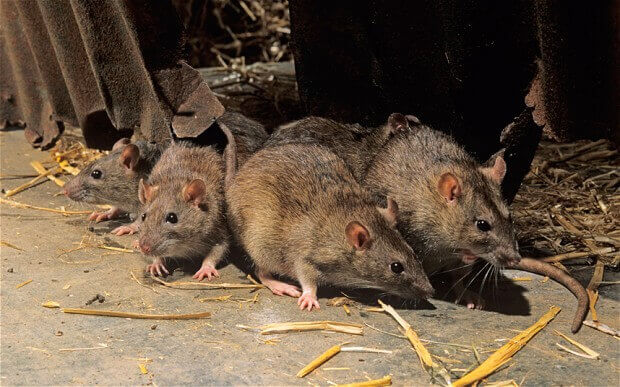 Rat activity and attic access area inspected during a Studio City rodent service