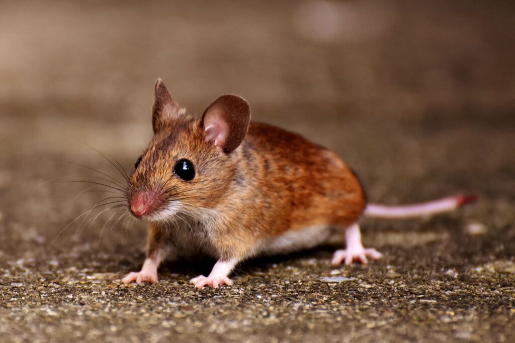 Dead Rat Removal: Things to Know and How to Get Rid of Rats