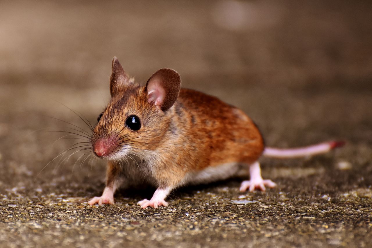 Dead Rat Removal: Things to Know and How to Get Rid of Rats