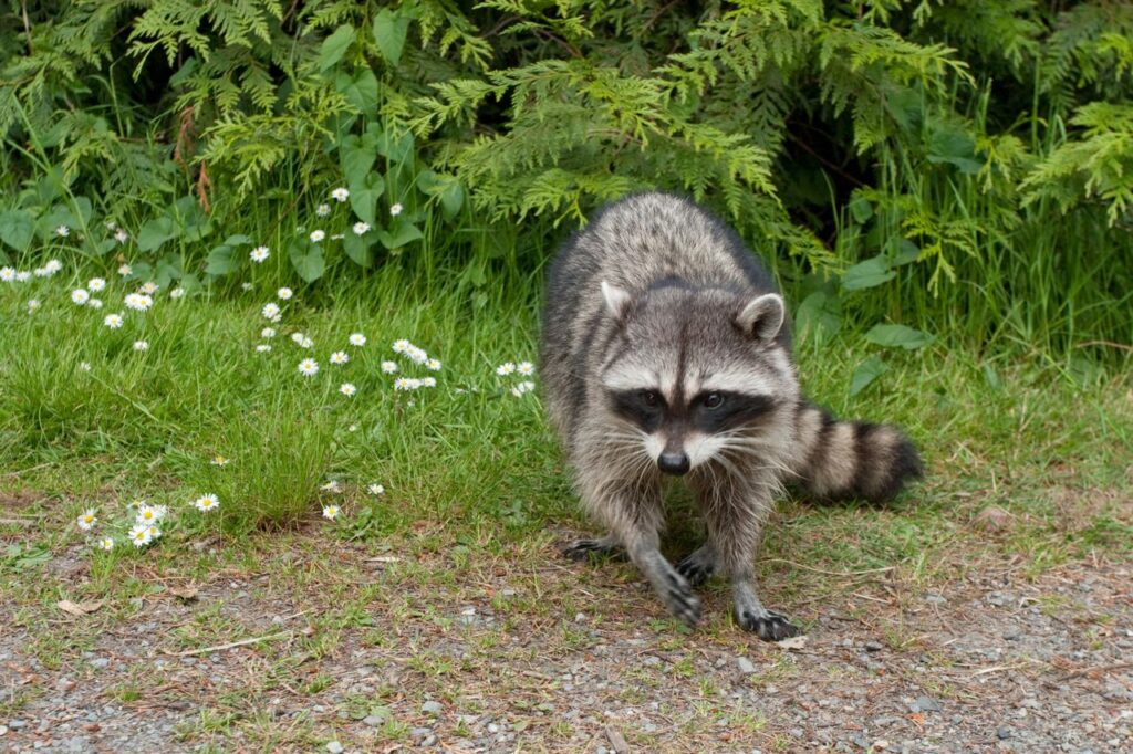 Raccoons in the Attic: Why Trapping Isn’t Always the Solution