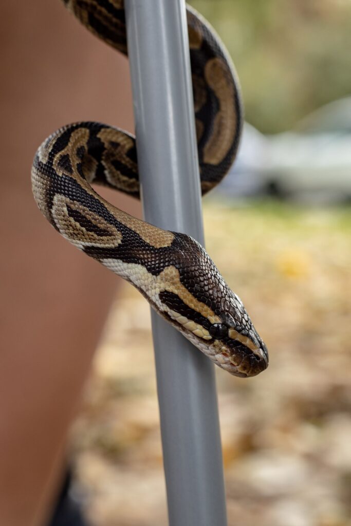 Snake Removal