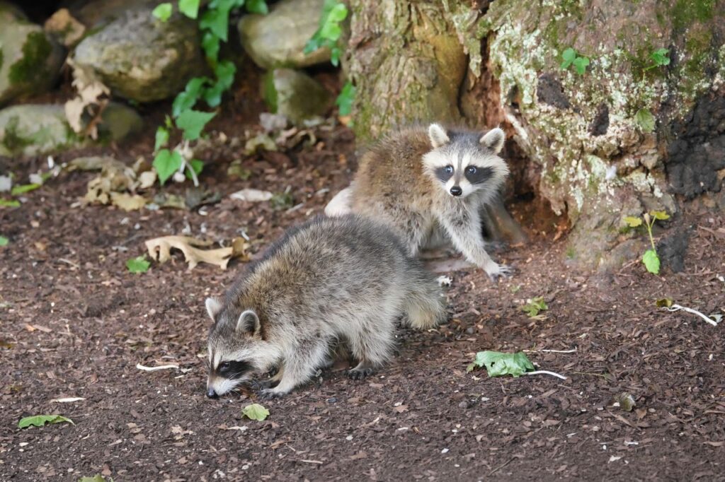 Raccoons in the Attic: Why Trapping Isn’t Always the Solution