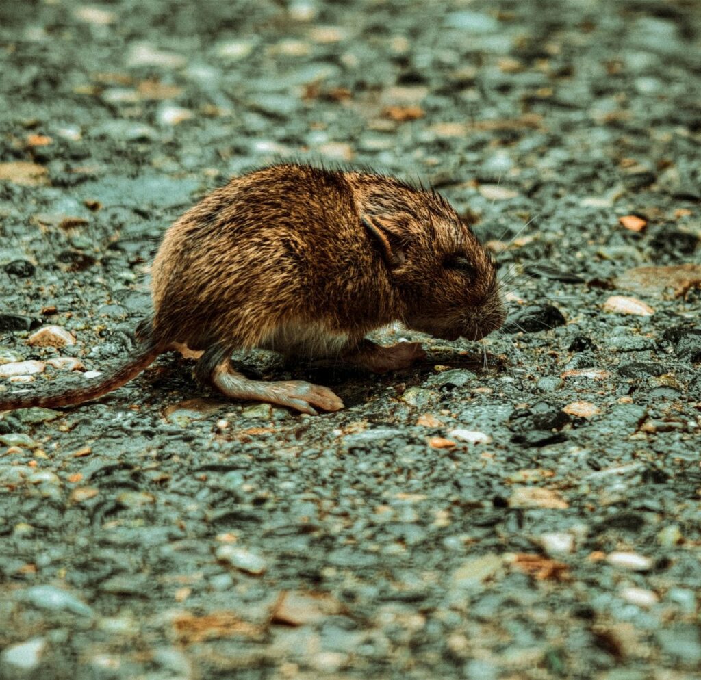 Dead Animal Removal in Los Angeles