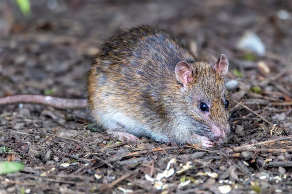 Getting Rid of Rodents Fast with a Rat Trap