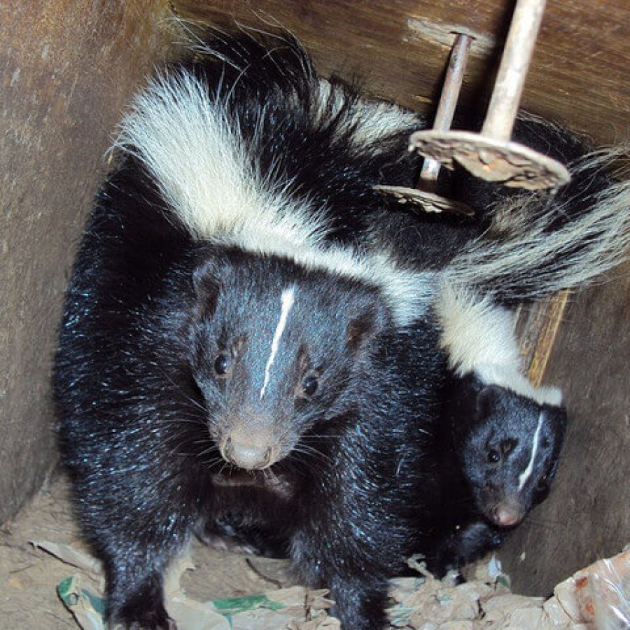 Skunk trapping and removal in San Bernardino